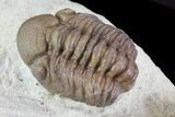Bargain, Paciphacops Trilobite - Oklahoma #68627-3